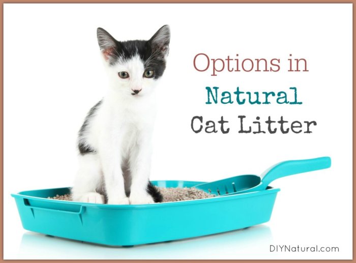 Natural Cat Litter Choices: Use What Works Best For Your Pet