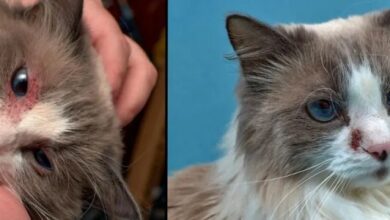 Depo medrol for cats