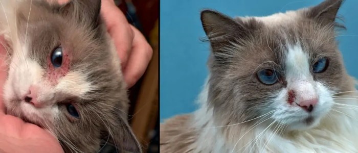Depo medrol for cats