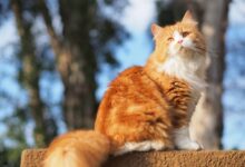 Orange and white tabby cat photo – Free Cape town Image on Unsplash