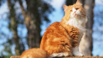 Orange and white tabby cat photo – Free Cape town Image on Unsplash