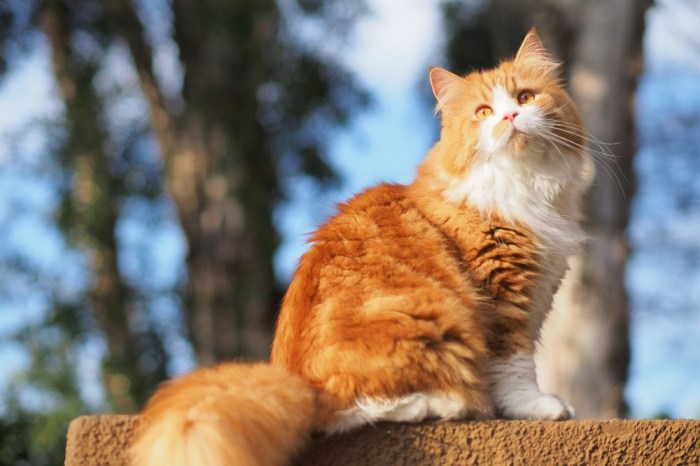Orange and white tabby cat photo – Free Cape town Image on Unsplash