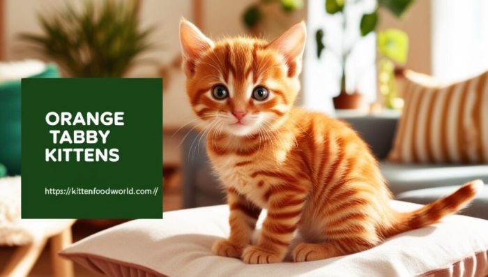 Orange female tabby cats
