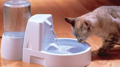 The Best Cat Water Fountains Under $100 -- and Where To Buy