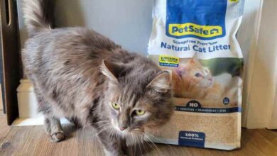 The 8 Best Cat Litters for Multiple Cats: Unbiased Review - Cats.com