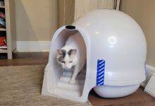 The 8 Best Dog-Proof Cat Litter Boxes - Cats.com