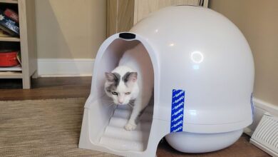 The 8 Best Dog-Proof Cat Litter Boxes - Cats.com