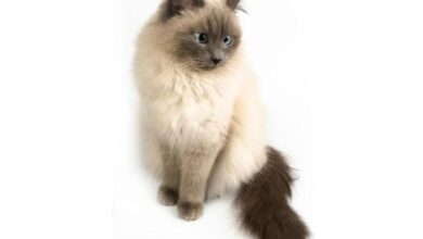Himalayan Cat Info, Temperament, Grooming, Life Expectancy, Kittens ...