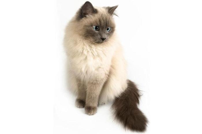 Himalayan Cat Info, Temperament, Grooming, Life Expectancy, Kittens ...