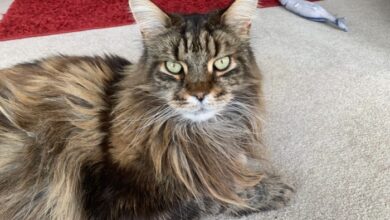 Top 60 Maine Coon Cat Names
