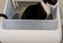 The 8 Best Litter Boxes for Senior Cats - Cats.com