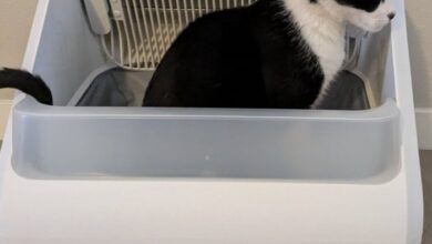 The 8 Best Litter Boxes for Senior Cats - Cats.com