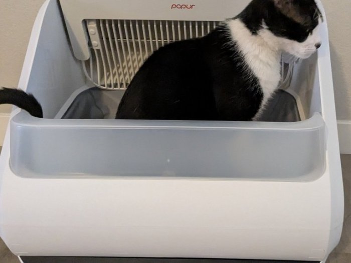 The 8 Best Litter Boxes for Senior Cats - Cats.com