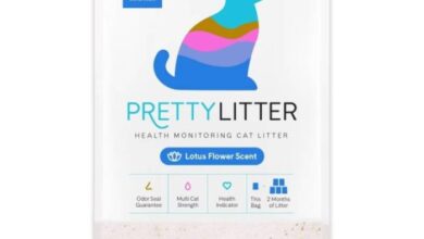 10 Best Cat Litters for Odor Control 2020 | Happy Pets Now