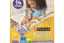 Healthiest kitten food