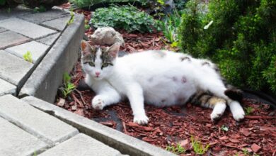 Question Of The Day: Can Cats Be In Heat While Pregnant?