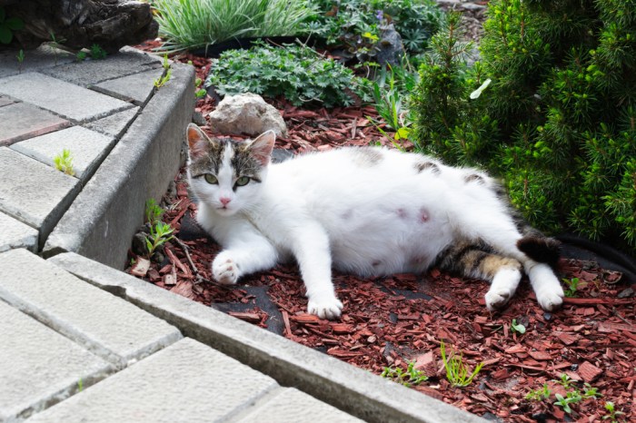 Question Of The Day: Can Cats Be In Heat While Pregnant?