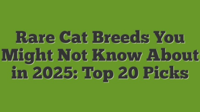 Rare Cat Breeds and Their Unique Traits | PCH