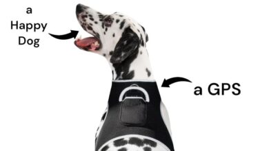 Collar with gps for cat