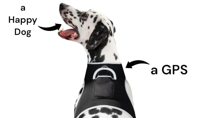 Collar with gps for cat
