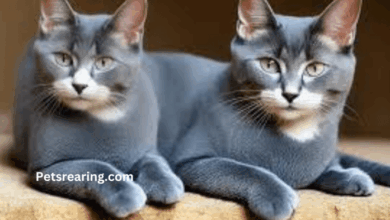 What's the Price of a Russian Blue Cat in 2025? | Spot Pet Insurance
