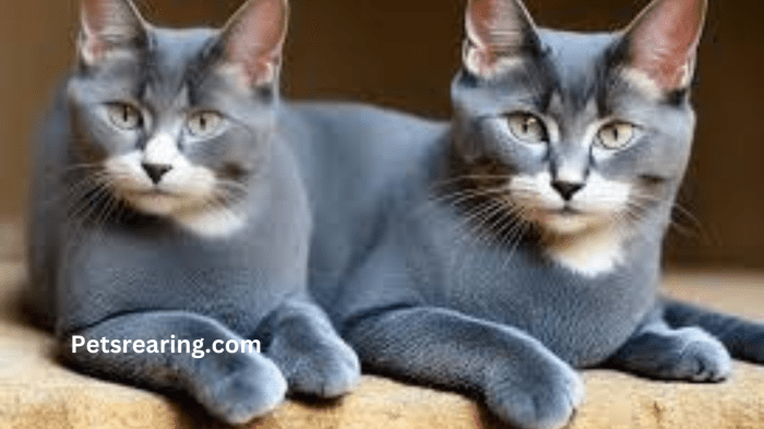 What's the Price of a Russian Blue Cat in 2025? | Spot Pet Insurance