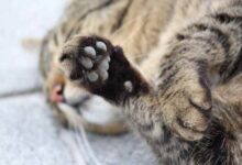39 HQ Pictures Cutaneous Horn Cat Paw - 14 Gifts for Cat Lovers under ...