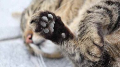 39 HQ Pictures Cutaneous Horn Cat Paw - 14 Gifts for Cat Lovers under ...