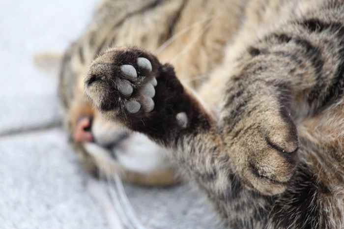 39 HQ Pictures Cutaneous Horn Cat Paw - 14 Gifts for Cat Lovers under ...