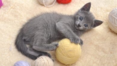 What's the Price of a Russian Blue Cat in 2025? | Spot Pet Insurance