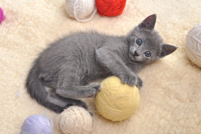 What's the Price of a Russian Blue Cat in 2025? | Spot Pet Insurance