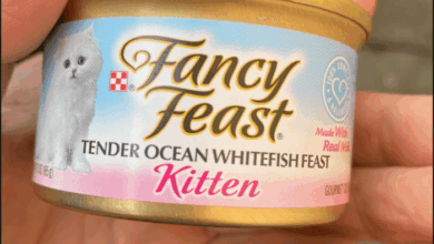 The best wet kitten food to help your cat grow | Pets | Take A Break