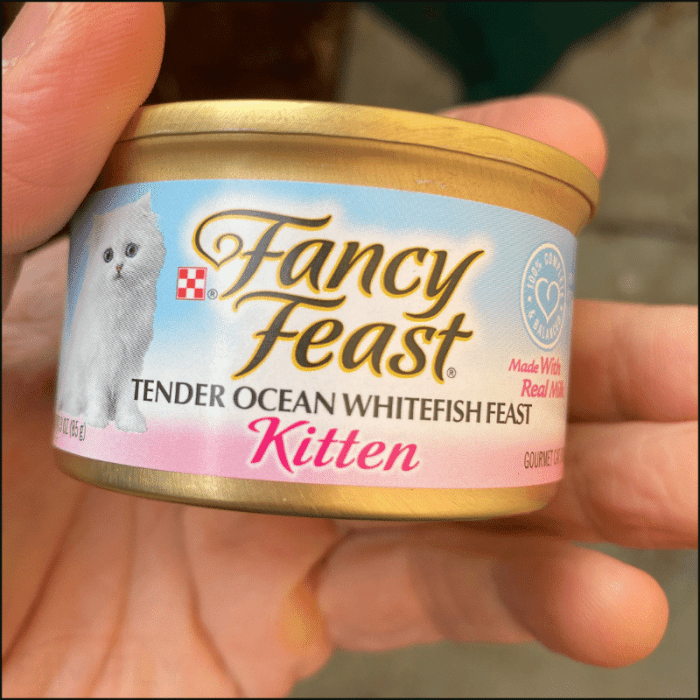 The best wet kitten food to help your cat grow | Pets | Take A Break