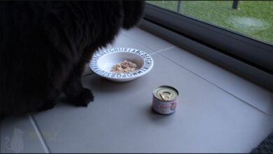 Honest Tiki Baby Cat Food Review 2026 - Simply Cat Care