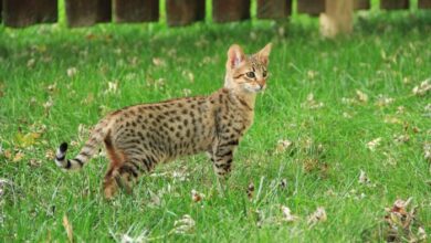 Cats look like leopards