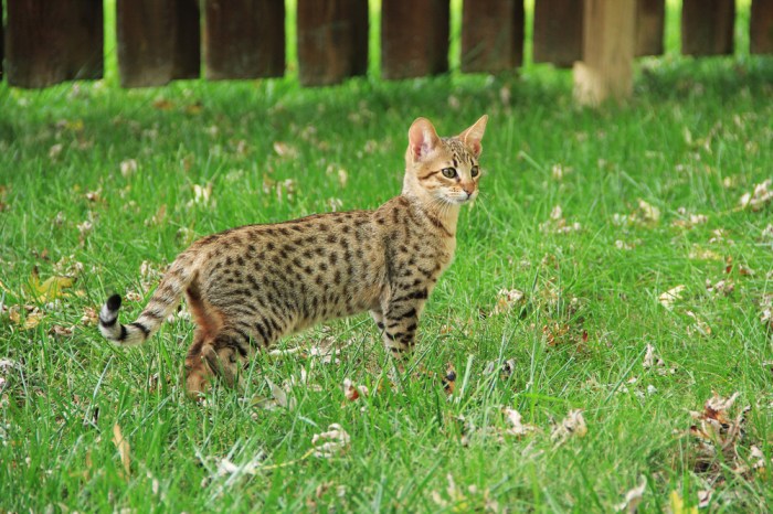 Cats look like leopards