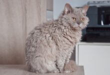 10 Cats with Curly Hair You'll Love