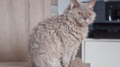 10 Cats with Curly Hair You'll Love