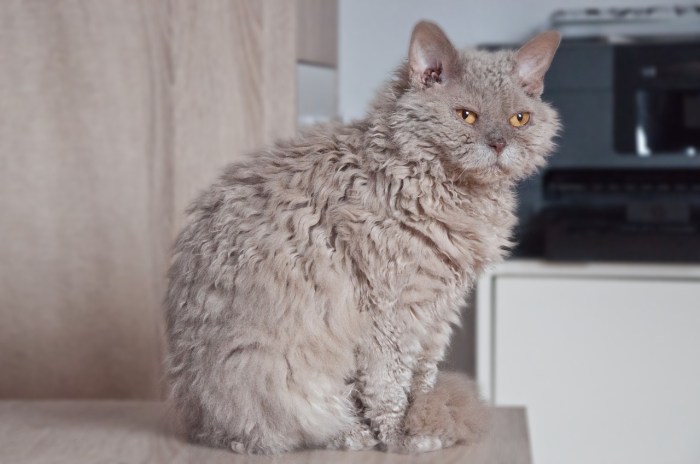 10 Cats with Curly Hair You'll Love