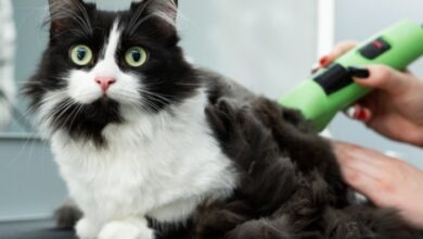Pedialyte Recipe For Cats | Deporecipe.co