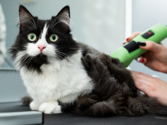 Pedialyte Recipe For Cats | Deporecipe.co