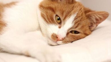 Do Cats Get Hiccups: 7 Hiccup Causes – catworldtoday.com