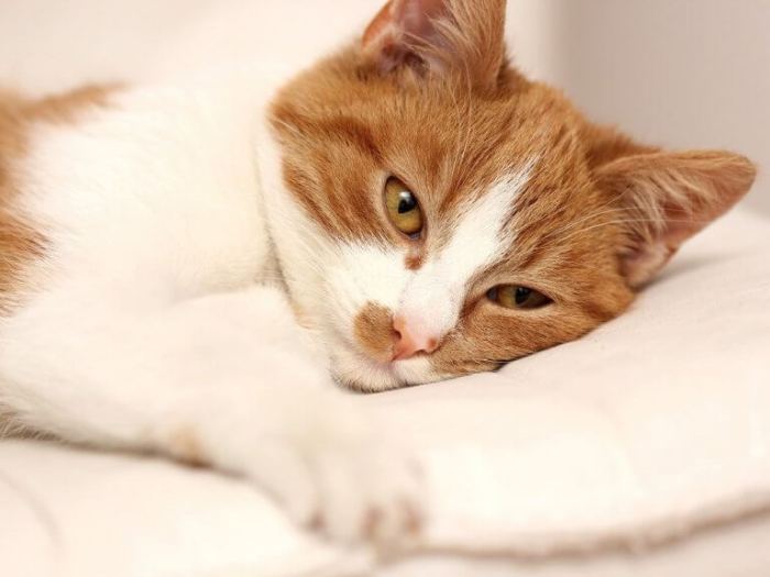 Do Cats Get Hiccups: 7 Hiccup Causes – catworldtoday.com