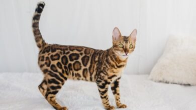 Spotted Tabby Cat Facts - Cats.com