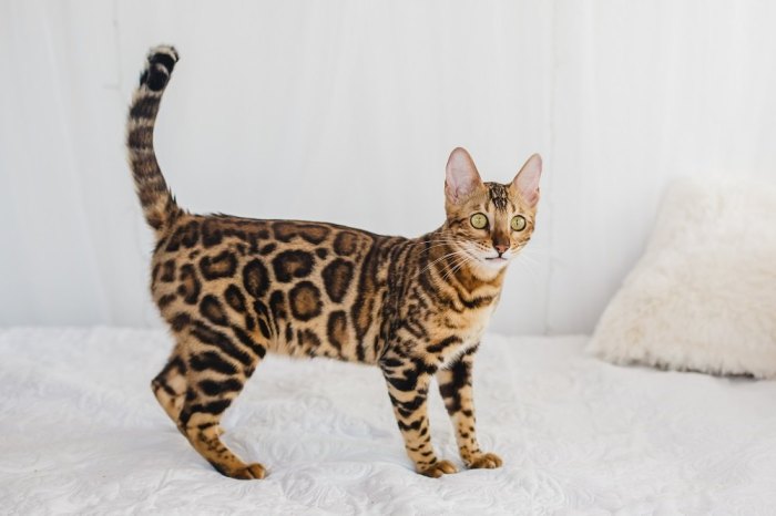 Spotted Tabby Cat Facts - Cats.com