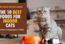 7 Best Cat Foods for Indoor Cats — Our Top Picks