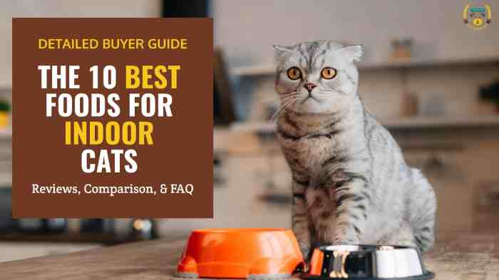 7 Best Cat Foods for Indoor Cats — Our Top Picks