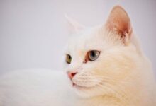 Best Natural Dry Cat Food For Indoor Cats at Jo Diggs blog