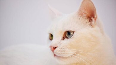 Best Natural Dry Cat Food For Indoor Cats at Jo Diggs blog