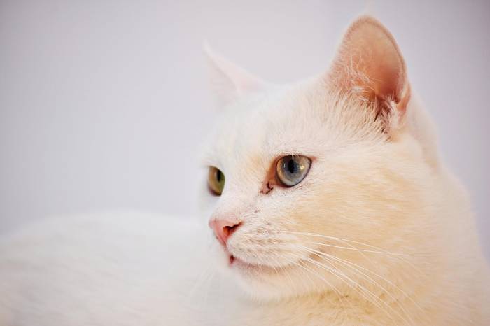 Best Natural Dry Cat Food For Indoor Cats at Jo Diggs blog